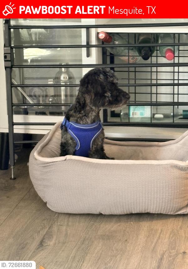 Lost Male Dog last seen Alameda street , Mesquite, TX 75150