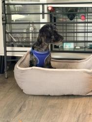 Lost Male Dog last seen Alameda street , Mesquite, TX 75150