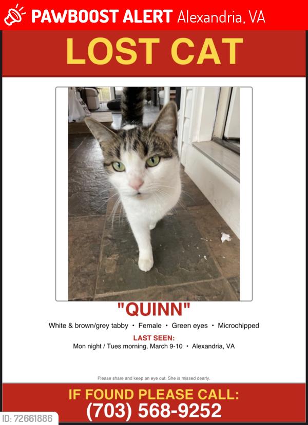Lost Female Cat last seen Newport Village apmts, Alexandria, VA 22311