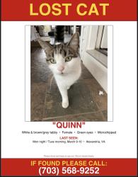 Lost Female Cat last seen Newport Village apmts, Alexandria, VA 22311