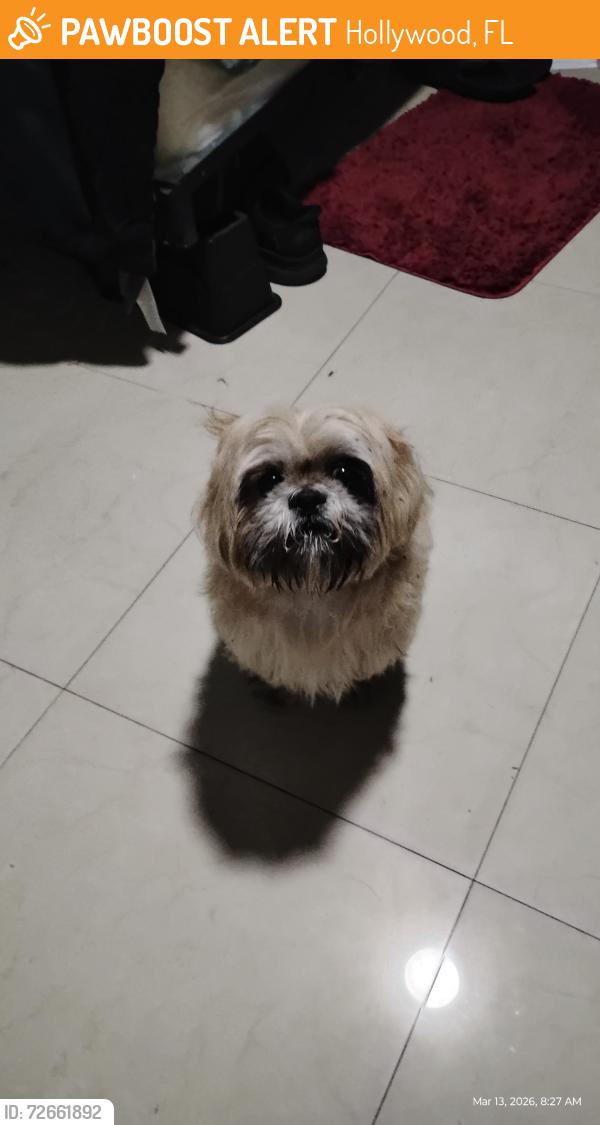Found/Stray Unknown Dog last seen Hayes..and call street Hollywood, Hollywood, FL 33024