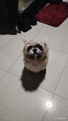 Found/Stray Unknown Dog last seen Hayes..and call street Hollywood, Hollywood, FL 33024