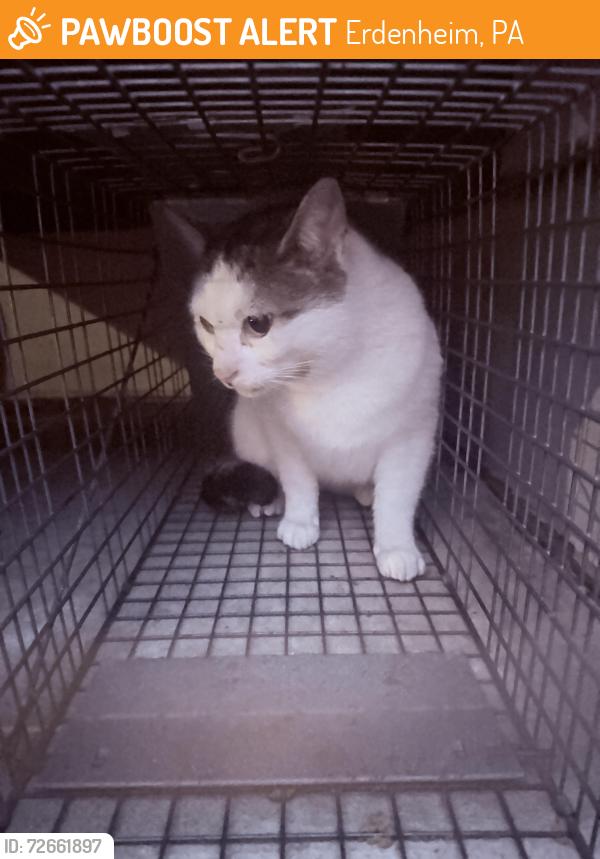 Found/Stray Male Cat last seen Bethlehem pike , Erdenheim, PA 19038