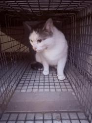 Found/Stray Male Cat last seen Bethlehem pike , Erdenheim, PA 19038