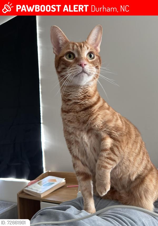 Lost Male Cat last seen Near Mountain Brook Circle, Durham, NC 27704