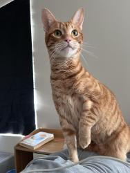 Lost Male Cat last seen Near Mountain Brook Circle, Durham, NC 27704