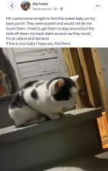 Found/Stray Unknown Cat last seen Ashland and Leland, Chicago, IL 60640
