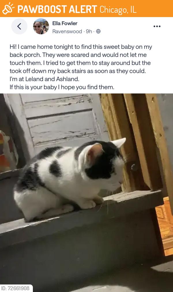 Found/Stray Unknown Cat last seen Ashland and Leland, Chicago, IL 60640