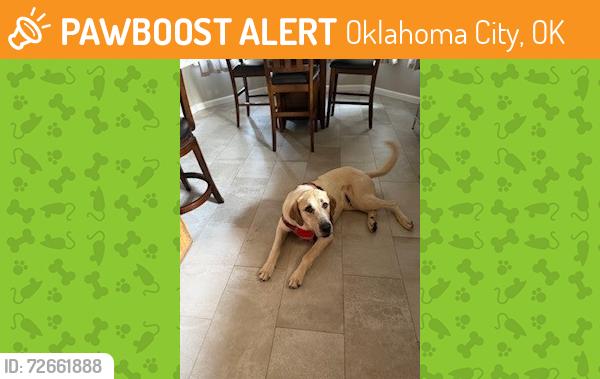 Found/Stray Male Dog last seen Westminister / SW 149th maybe?, Oklahoma City, OK 73165