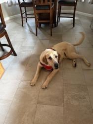 Found/Stray Male Dog last seen Westminister / SW 149th maybe?, Oklahoma City, OK 73165