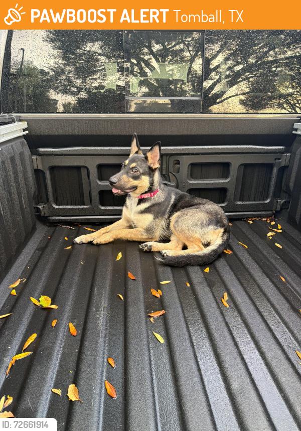 Found/Stray Female Dog last seen Near and Kuykendahl , Tomball, TX 77375