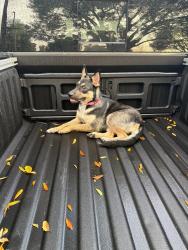 Found/Stray Female Dog last seen Near and Kuykendahl , Tomball, TX 77375