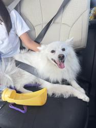 Lost Male Dog last seen cypress street & Lark Ellen avenue, 柯汶纳, CA 91723