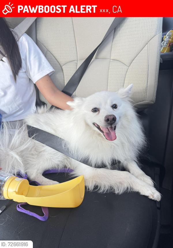 Lost Male Dog last seen cypress street & Lark Ellen avenue, 柯汶纳, CA 91723