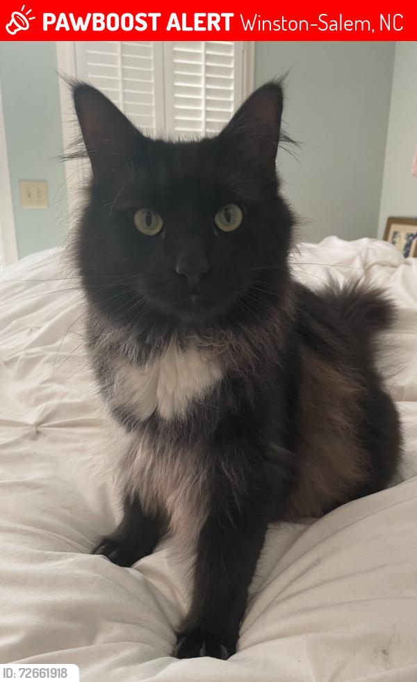 Lost Male Cat last seen Kent Street and Arbor Rd, Winston-Salem, NC 27104