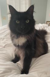 Lost Male Cat last seen Kent Street and Arbor Rd, Winston-Salem, NC 27104