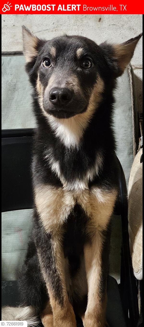 Lost Male Dog last seen East 20th st and Hortencia blvd, Brownsville, TX 78521
