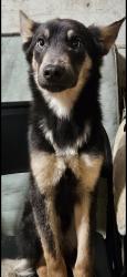 Lost Male Dog last seen East 20th st and Hortencia blvd, Brownsville, TX 78521
