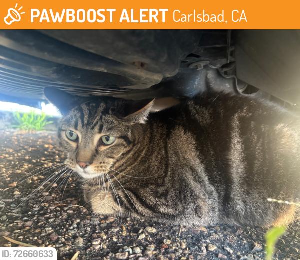 Found/Stray Unknown Cat last seen Under a red car in the Swami’s Cafe Parking Lot, Carlsbad, CA 92008
