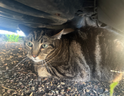 Found/Stray Unknown Cat last seen Under a red car in the Swami’s Cafe Parking Lot, Carlsbad, CA 92008