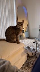 Lost Male Cat last seen Sterinling oak right in front of royal oak in live oak neighborhood, Tampa, FL 33647