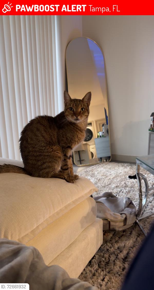 Lost Male Cat last seen Sterinling oak right in front of royal oak in live oak neighborhood, Tampa, FL 33647