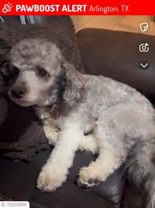 Lost Male Dog last seen Spring Garden Dr near I-20 service road , Arlington, TX 76016