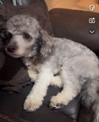 Lost Male Dog last seen Spring Garden Dr near I-20 service road , Arlington, TX 76016