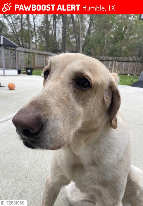 Lost Male Dog last seen Woods corner store , Humble, TX 77339