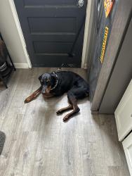 Lost Male Dog last seen 159th street, Harvey, IL 60426