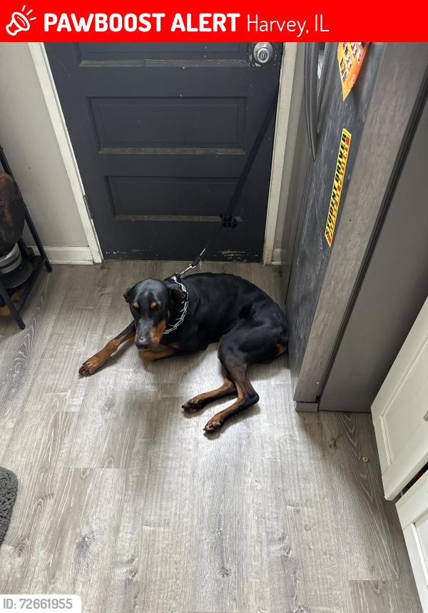 Lost Male Dog last seen 159th street, Harvey, IL 60426