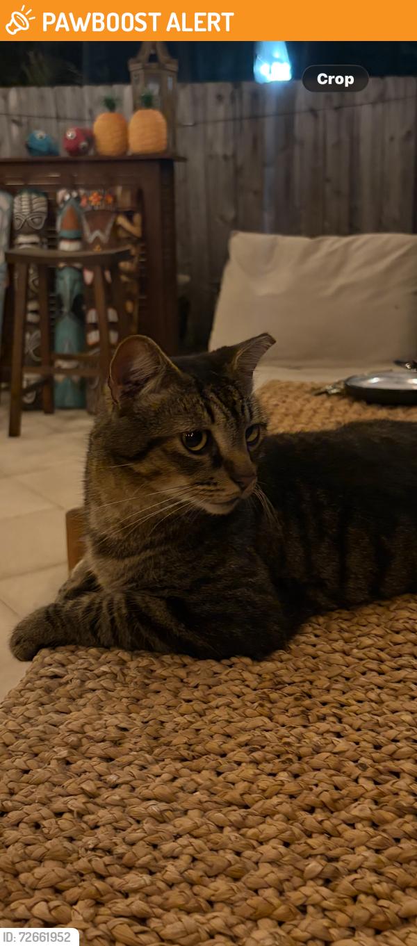 Found/Stray Unknown Cat last seen Pineapple Park neighborhood, Parker Avenue and Market Street, West Palm Beach, FL 33401
