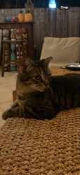 Found/Stray Unknown Cat last seen Pineapple Park neighborhood, Parker Avenue and Market Street, West Palm Beach, FL 33401