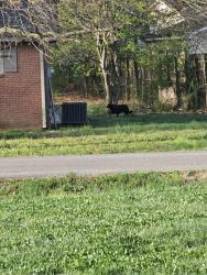 Found/Stray Unknown Dog last seen Diane Street Murfreesboro TN , Murfreesboro, TN 37129
