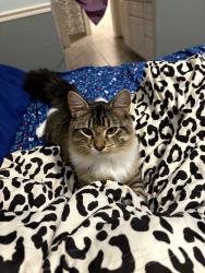 Lost Male Cat last seen Silver bluff drive and radio road, Leesburg, FL 34788