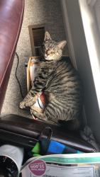 Lost Male Cat last seen Colony North, North Charleston, SC 29420