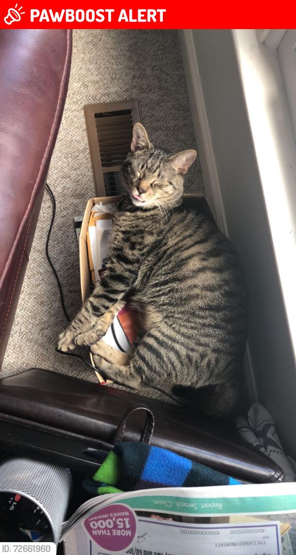 Lost Male Cat last seen Colony North, North Charleston, SC 29420