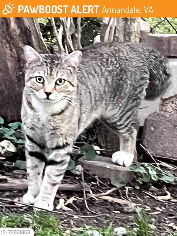 Found/Stray Unknown Cat last seen Rectory & Hertiage , Annandale, VA 22003