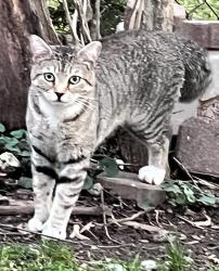 Found/Stray Unknown Cat last seen Rectory & Hertiage , Annandale, VA 22003