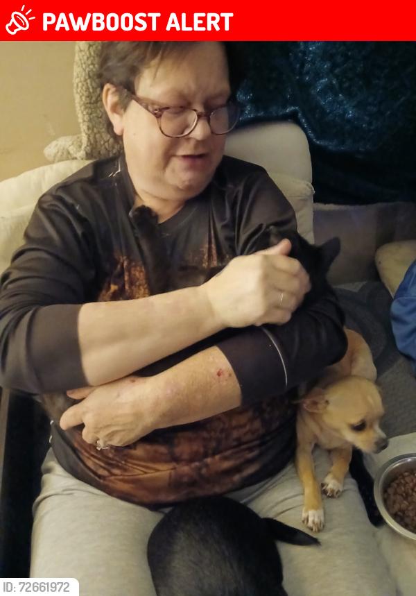 Lost Female Dog last seen Near exit, near Ed’s pallet world Ellenboro nc , Rutherford County, NC 28040