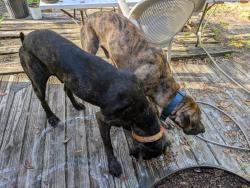 Found/Stray Male Dog last seen NW 4th Place, Gainesville FL 32067, Gainesville, FL 32607