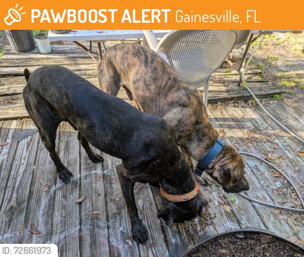 Found/Stray Male Dog last seen NW 4th Place, Gainesville FL 32067, Gainesville, FL 32607