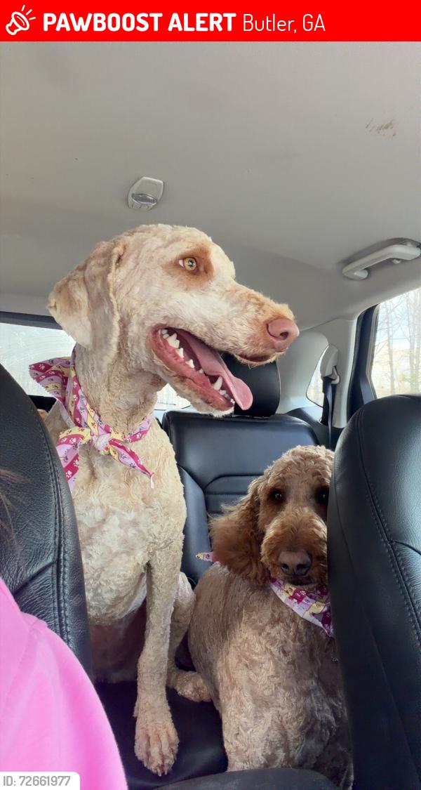 Lost Female Dog last seen Bethel Church , Butler, GA 31006