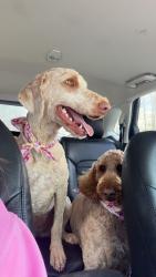 Lost Female Dog last seen Bethel Church , Butler, GA 31006