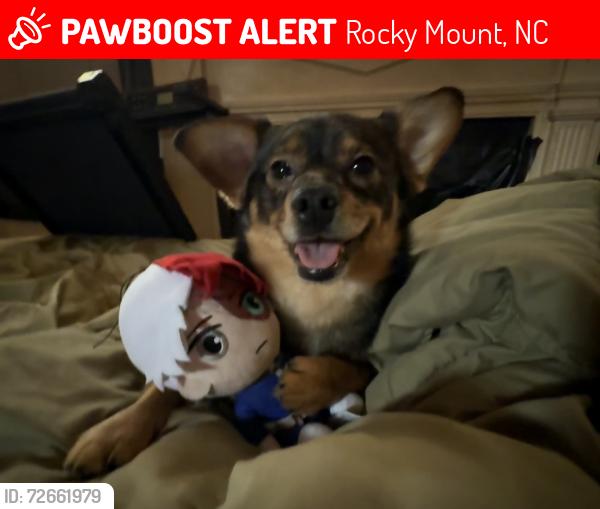 Lost Male Dog last seen Braswell memorial library, Rocky Mount, NC 27804