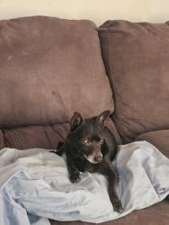Found/Stray Male Dog last seen Close to the church and store, Houston, TX 77040