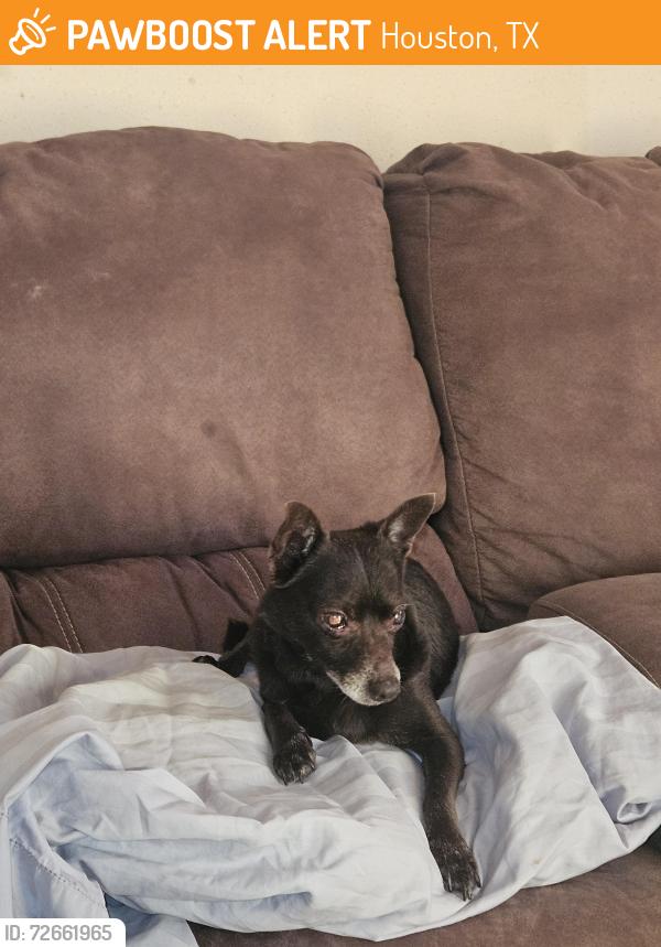Found/Stray Male Dog last seen Close to the church and store, Houston, TX 77040