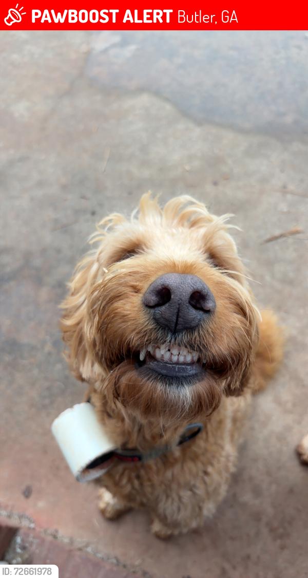 Lost Male Dog last seen Bethel Church, Butler, GA 31006