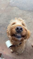 Lost Male Dog last seen Bethel Church, Butler, GA 31006