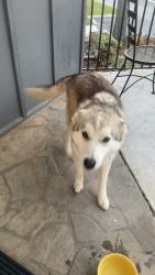 Found/Stray Female Dog last seen Across the street from HES, Chattanooga, TN 37406